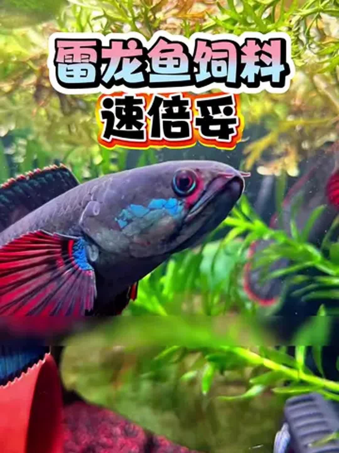 雷龍魚喂速倍妥的正確方法|嗶哩嗶哩雷龍魚開缸喂食全攻略