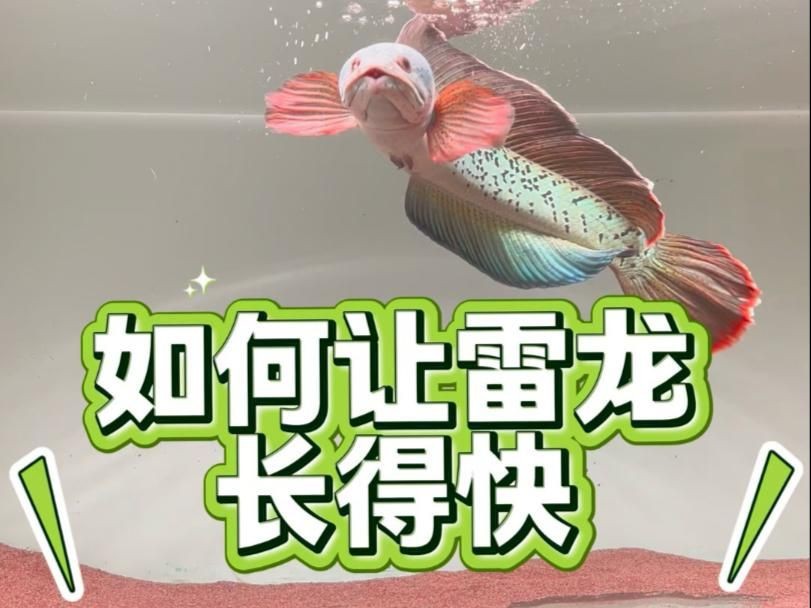雷龍魚喂速倍妥的正確方法|嗶哩嗶哩雷龍魚開缸喂食全攻略