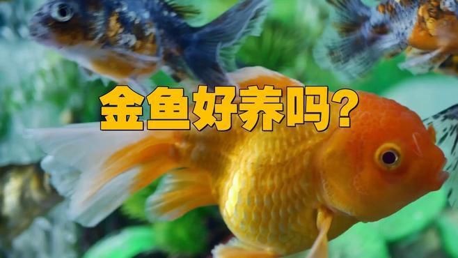 哪種金魚最好養|《哪種金魚最好養》十大最易養的金魚品種