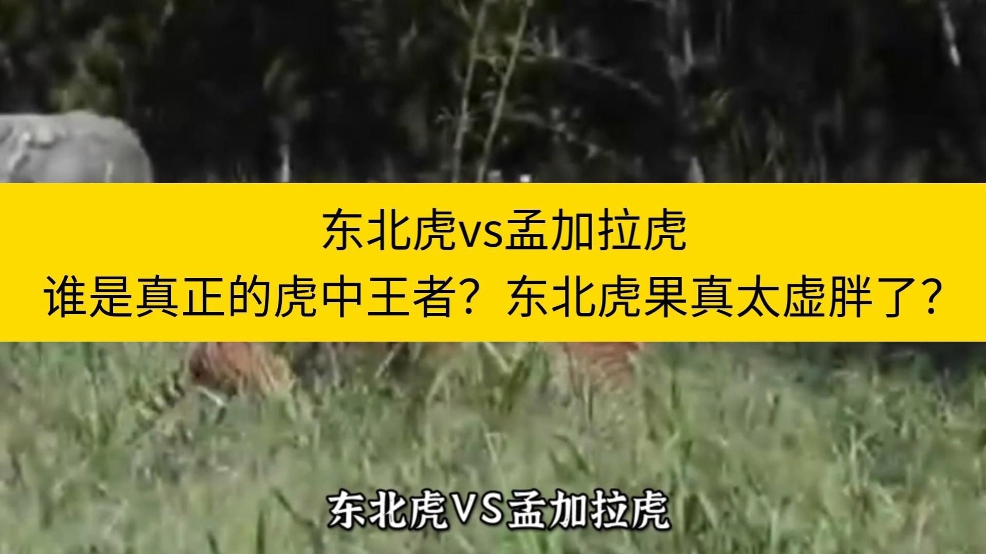 孟加拉虎打得過東北虎嗎|03:45東北虎vs孟加拉虎