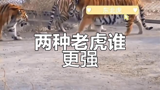 孟加拉虎打得過東北虎嗎|03:45東北虎vs孟加拉虎