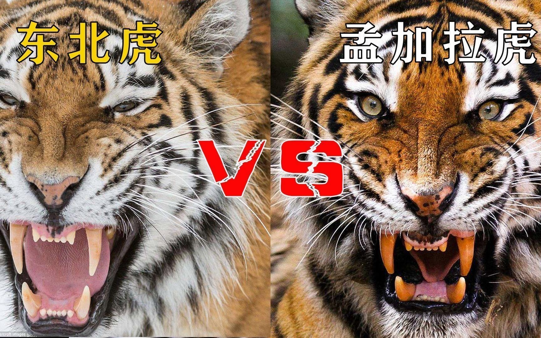 孟加拉虎打得過東北虎嗎|03:45東北虎vs孟加拉虎