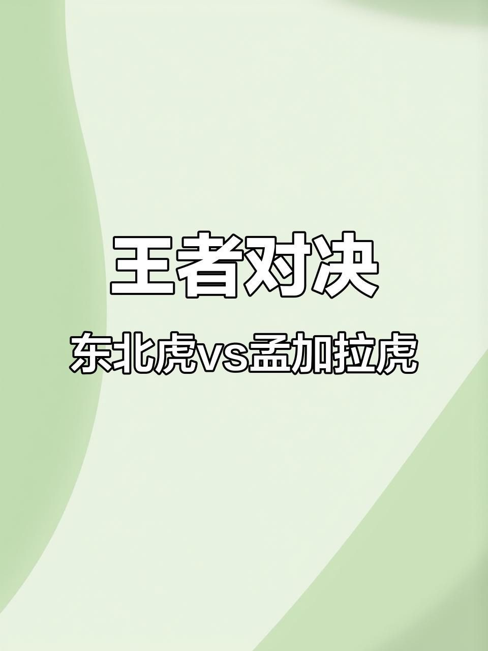 孟加拉虎打得過東北虎嗎|03:45東北虎vs孟加拉虎