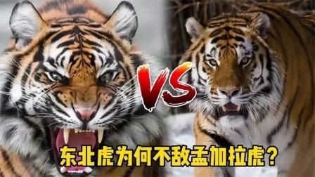 孟加拉虎打得過東北虎嗎|03:45東北虎vs孟加拉虎