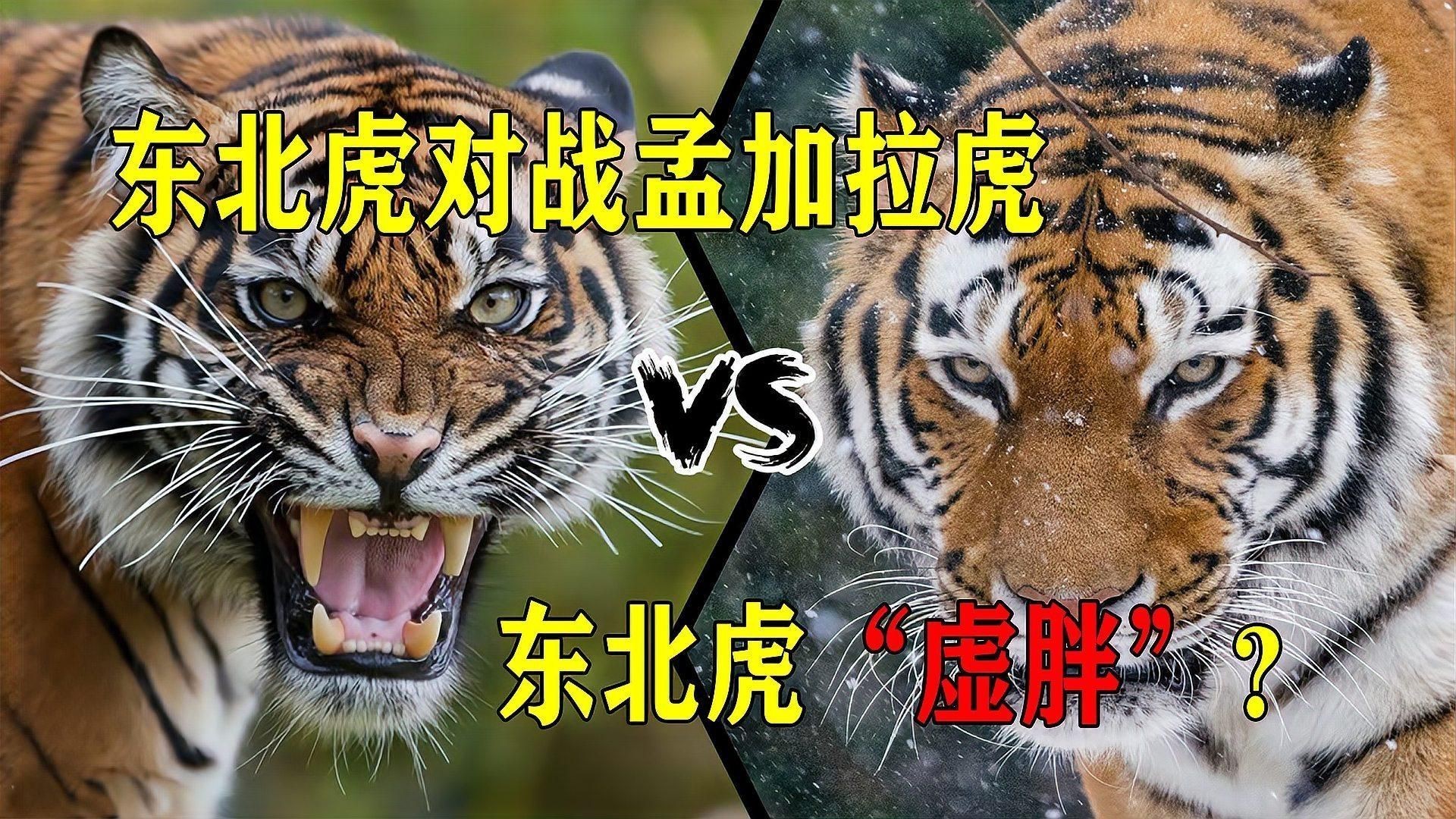 孟加拉虎打得過東北虎嗎|03:45東北虎vs孟加拉虎