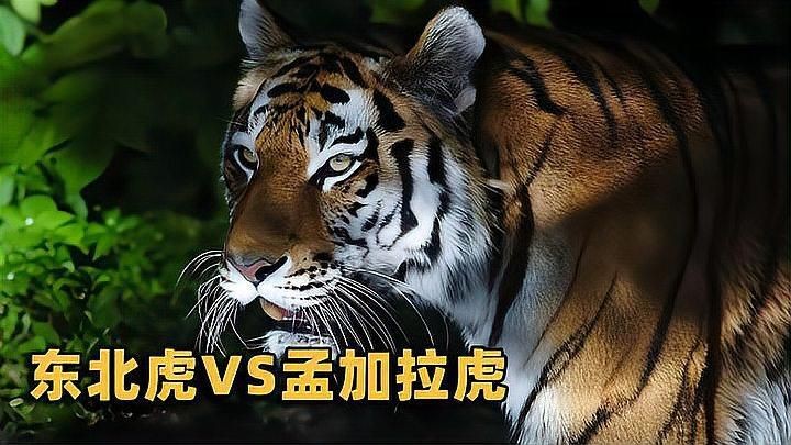 孟加拉虎打得過東北虎嗎|03:45東北虎vs孟加拉虎