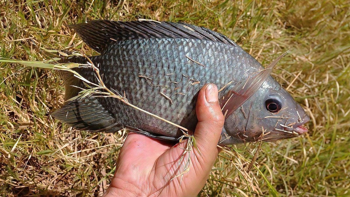 花斑魚是什么魚|花斑魚在全球多個地區(qū)被發(fā)現(xiàn)，