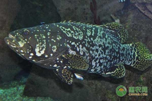 花斑魚是什么魚|花斑魚在全球多個地區(qū)被發(fā)現(xiàn)，