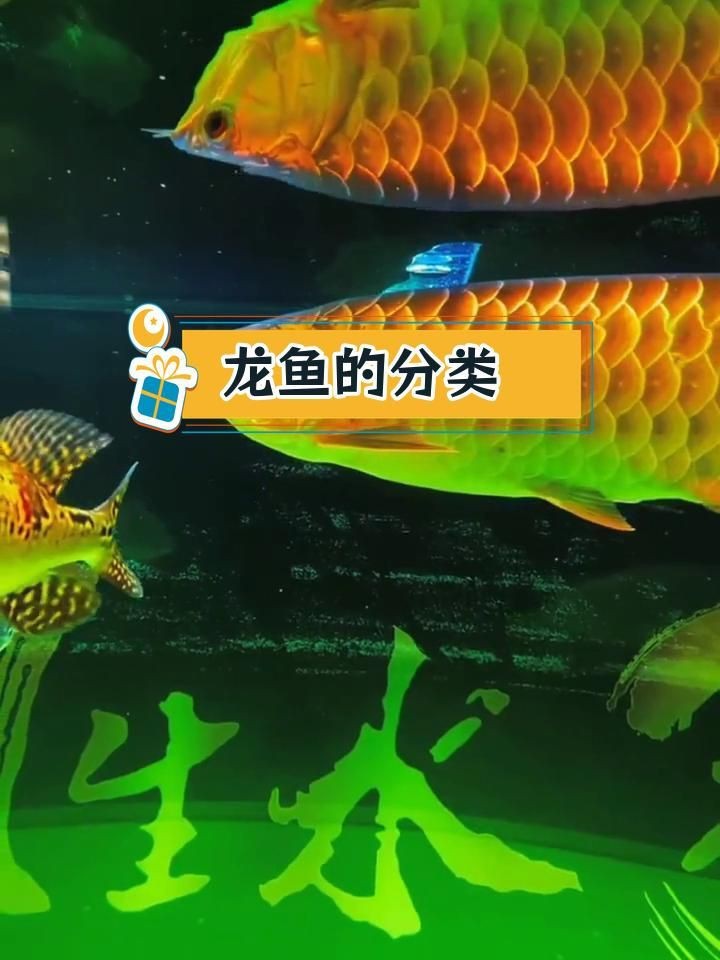 金龍跟銀龍有什么差別|《金龍與銀龍的差別》