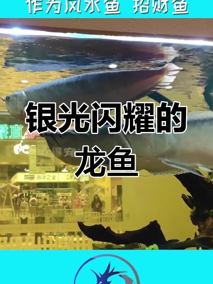 金龍跟銀龍有什么差別|《金龍與銀龍的差別》