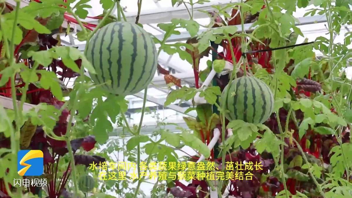 棗莊市中龍魚店|棗莊市中區(qū)有哪些水族市場(chǎng)
