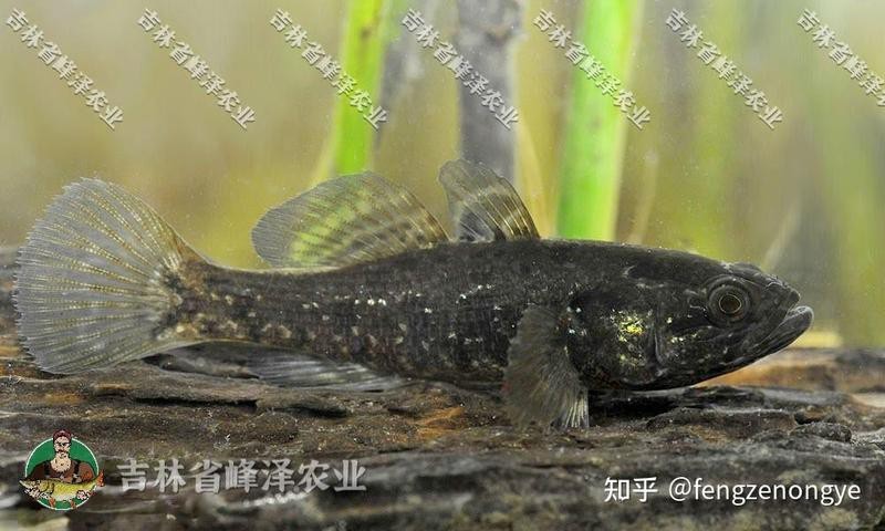 青島老頭魚是什么魚|青島老頭魚：從海洋到餐桌的傳奇