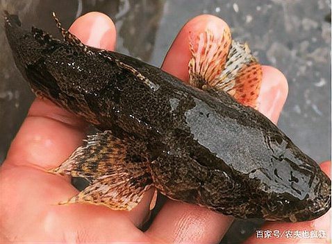 青島老頭魚是什么魚|青島老頭魚：從海洋到餐桌的傳奇