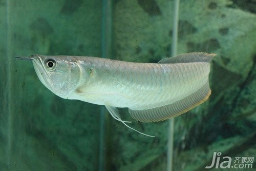 有哪些食物是銀龍魚不能吃的？|銀龍魚吃什么食物最好銀龍魚吃什么銀龍魚投喂注意事項(xiàng)