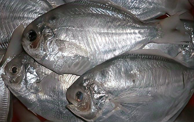 金鯧魚淡水魚還是海魚|金鯧魚、淡水白鯧魚、淡水白鯧