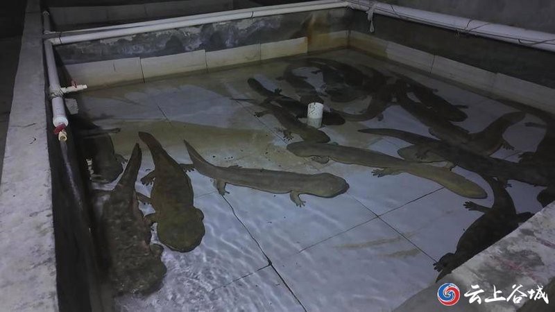 谷城龍魚店|襄陽谷城龍魚店聯(lián)系方式如何前往谷城龍魚店有龍魚店嗎