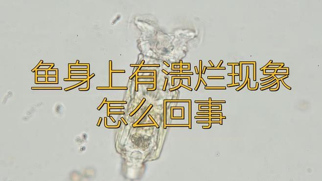 銀龍魚潰爛一般多久能好？|《銀龍魚潰爛一般多久能好》銀龍魚潰爛一般多久能好