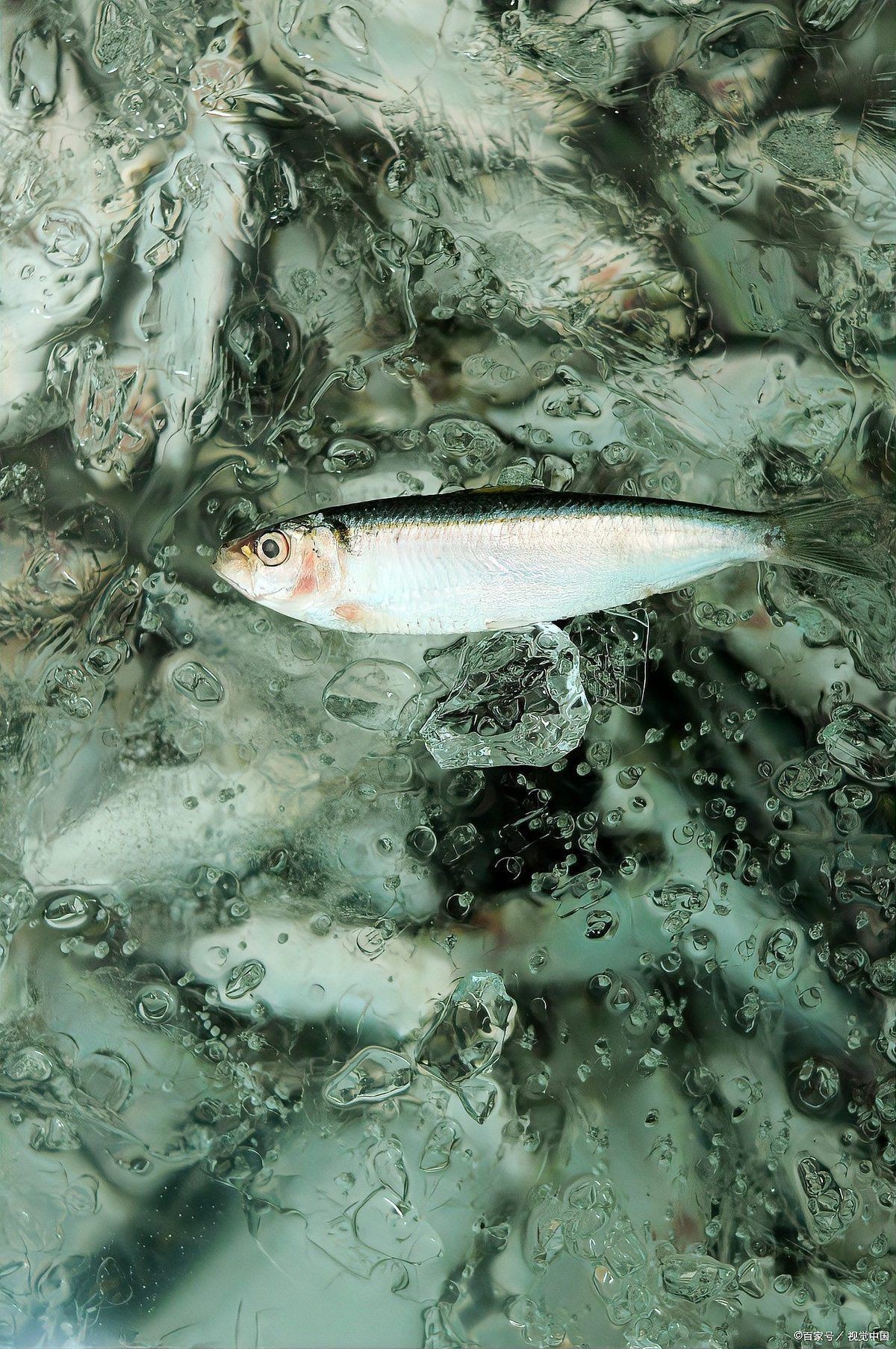 阿壩藏族羌族自治州魚缸批發(fā)市場|阿壩藏族羌族羌族自治州魚缸批發(fā)市場發(fā)展建議