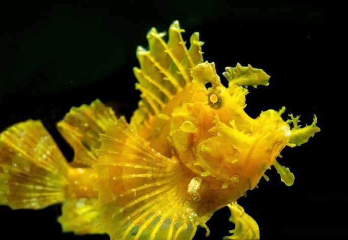 拜泉龍魚店|康龍水族龍魚有哪些特色 拜泉龍魚店|康龍水族龍魚有哪些特色 全國水族館企業名錄 第6張