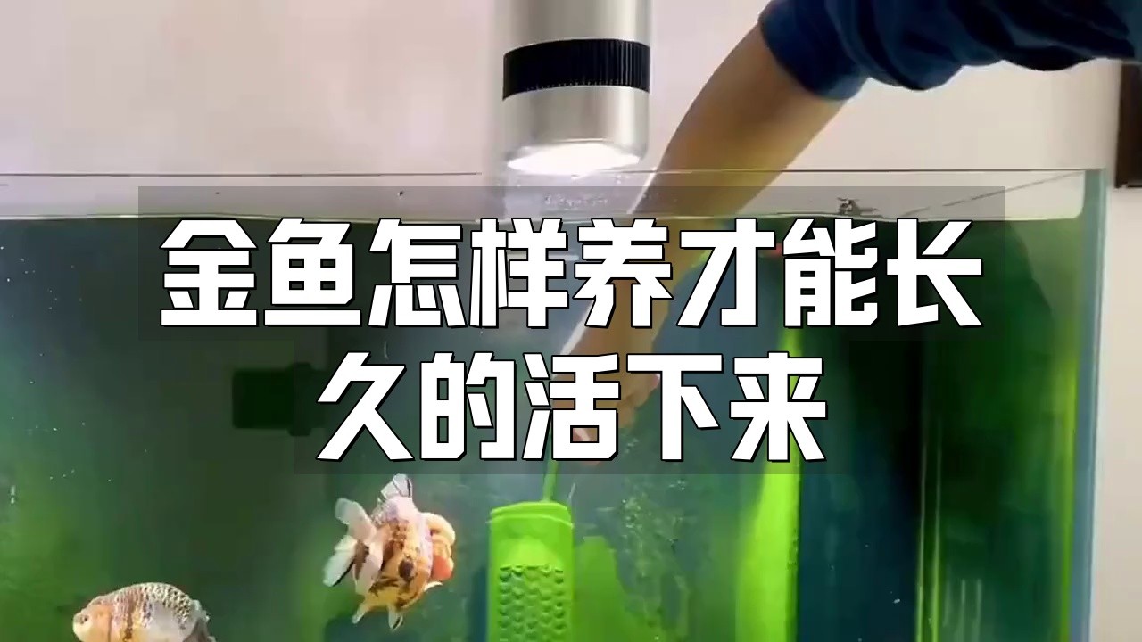 有哪些方法可以延長黑龍睛金魚的壽命？|《延長黑龍睛金魚壽命的方法》