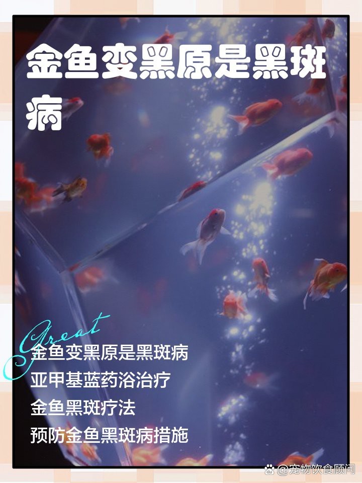 有哪些方法可以延長黑龍睛金魚的壽命？|《延長黑龍睛金魚壽命的方法》
