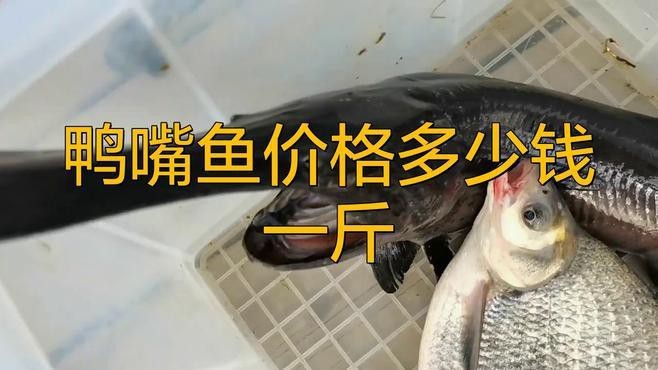 淡水鴨嘴魚多少錢一斤|淡水鴨嘴魚價格一般多少錢一斤