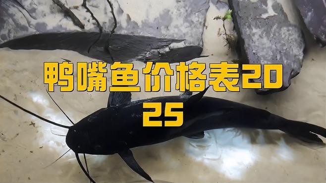 淡水鴨嘴魚多少錢一斤|淡水鴨嘴魚價格一般多少錢一斤