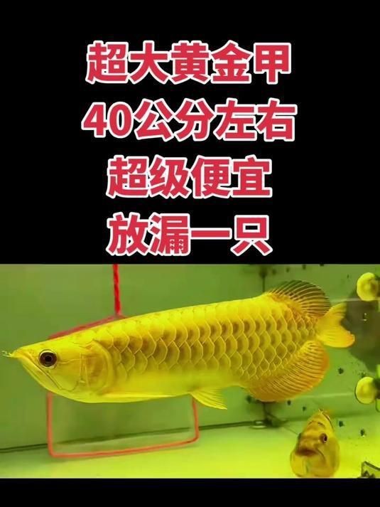 賽級金龍魚多少錢|一條金龍魚多少錢一條