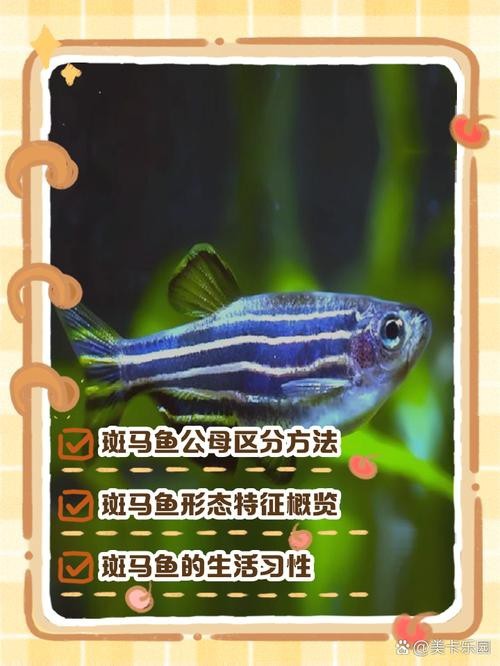 斑馬魚區分公母的圖片|斑馬魚公母區分