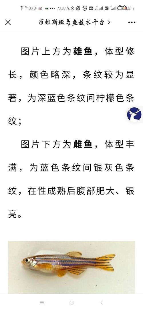 斑馬魚區(qū)分公母的圖片|斑馬魚公母區(qū)分