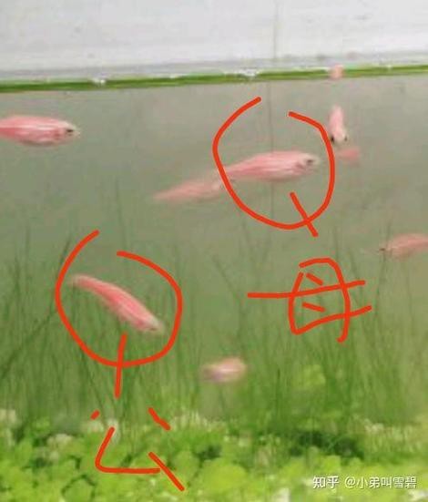 斑馬魚區(qū)分公母的圖片|斑馬魚公母區(qū)分