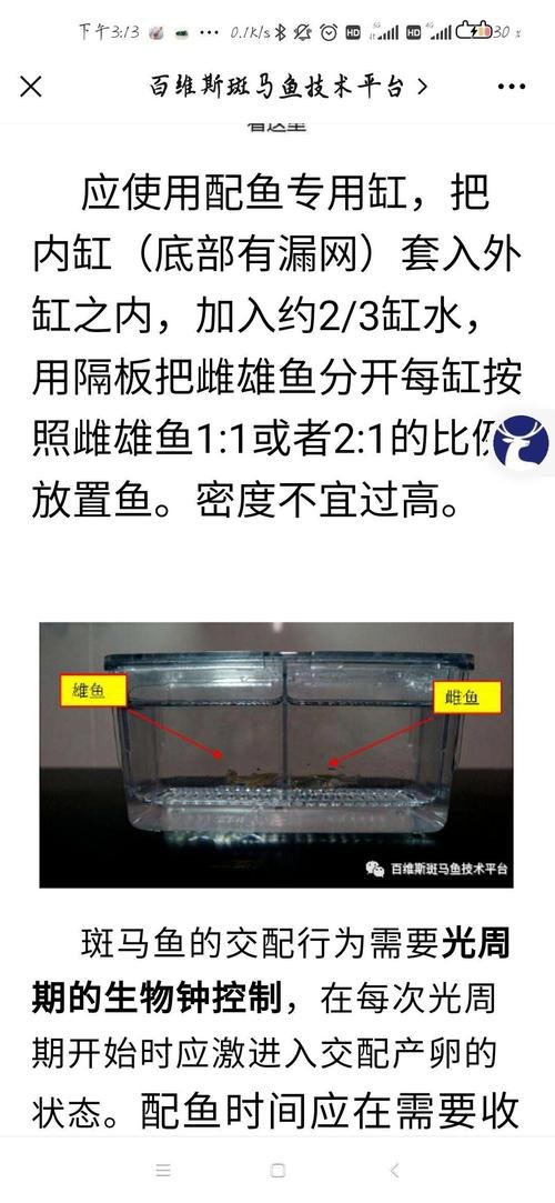 斑馬魚區(qū)分公母的圖片|斑馬魚公母區(qū)分