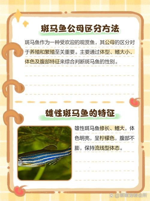 斑馬魚區(qū)分公母的圖片|斑馬魚公母區(qū)分