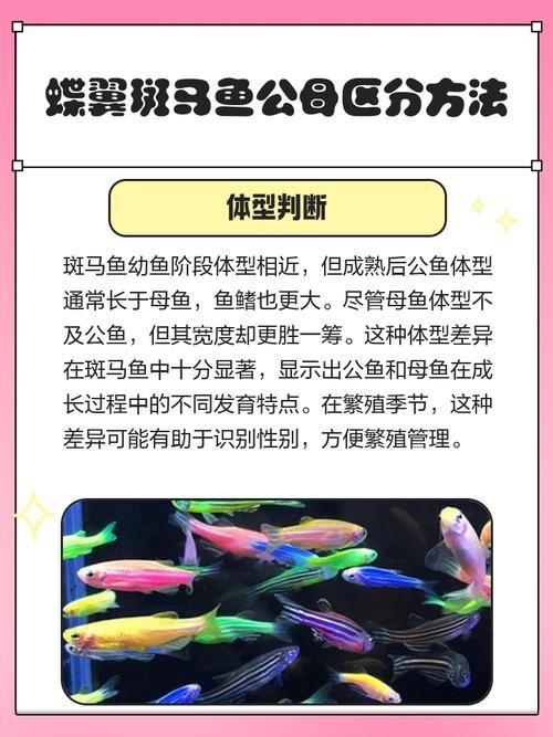 斑馬魚區(qū)分公母的圖片|斑馬魚公母區(qū)分
