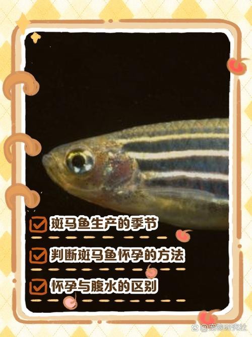 斑馬魚區(qū)分公母的圖片|斑馬魚公母區(qū)分