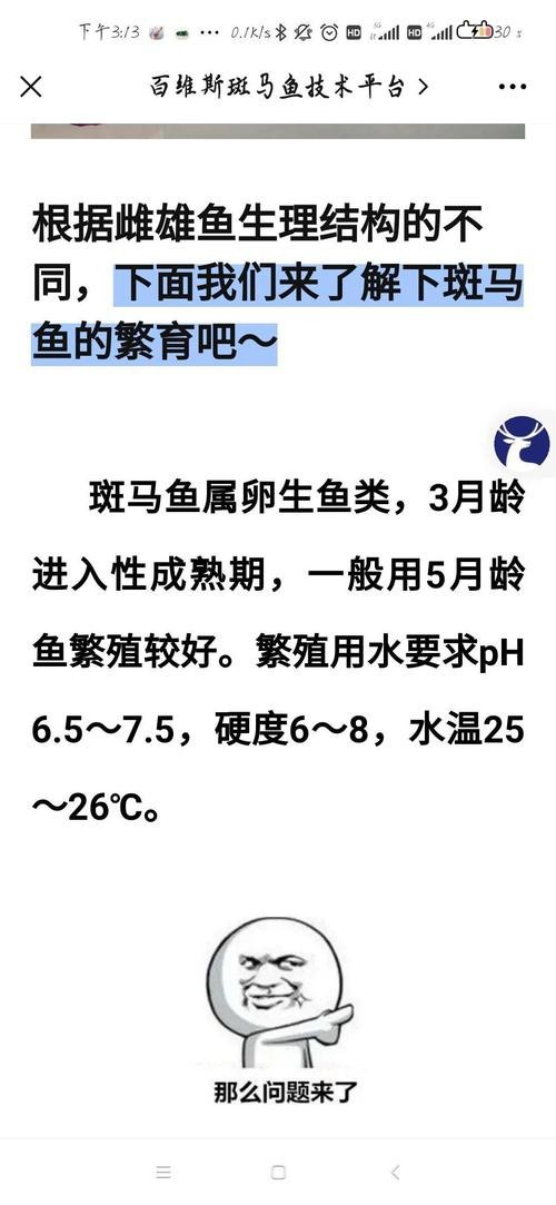 斑馬魚區(qū)分公母的圖片|斑馬魚公母區(qū)分