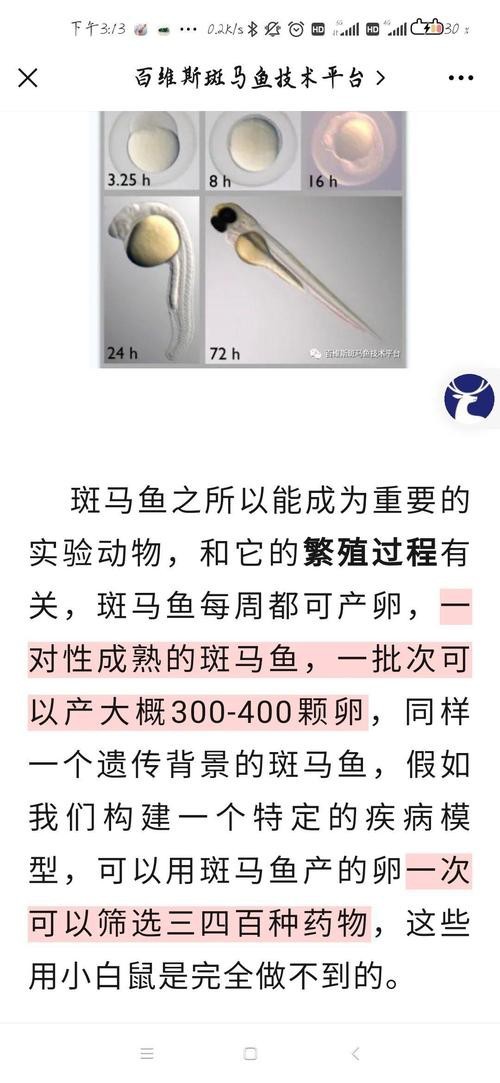 斑馬魚區(qū)分公母的圖片|斑馬魚公母區(qū)分
