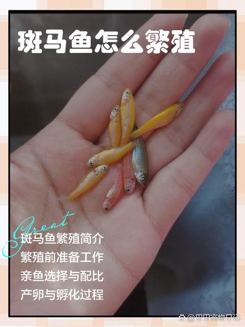 斑馬魚區(qū)分公母的圖片|斑馬魚公母區(qū)分