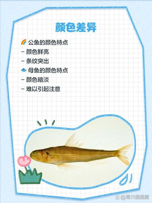 斑馬魚區(qū)分公母的圖片|斑馬魚公母區(qū)分