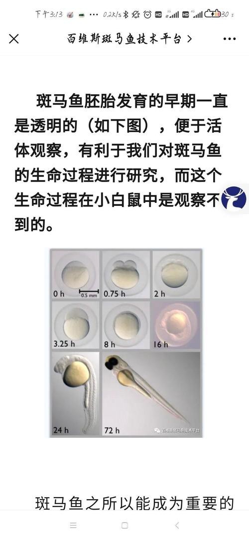 斑馬魚區(qū)分公母的圖片|斑馬魚公母區(qū)分