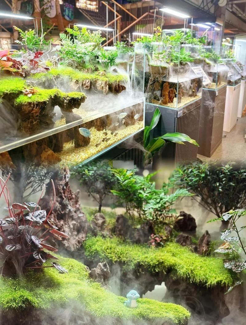 石家莊水族店|石家莊森森水族（龍橋街店）位于河北省石家莊市贊皇縣龍橋街店