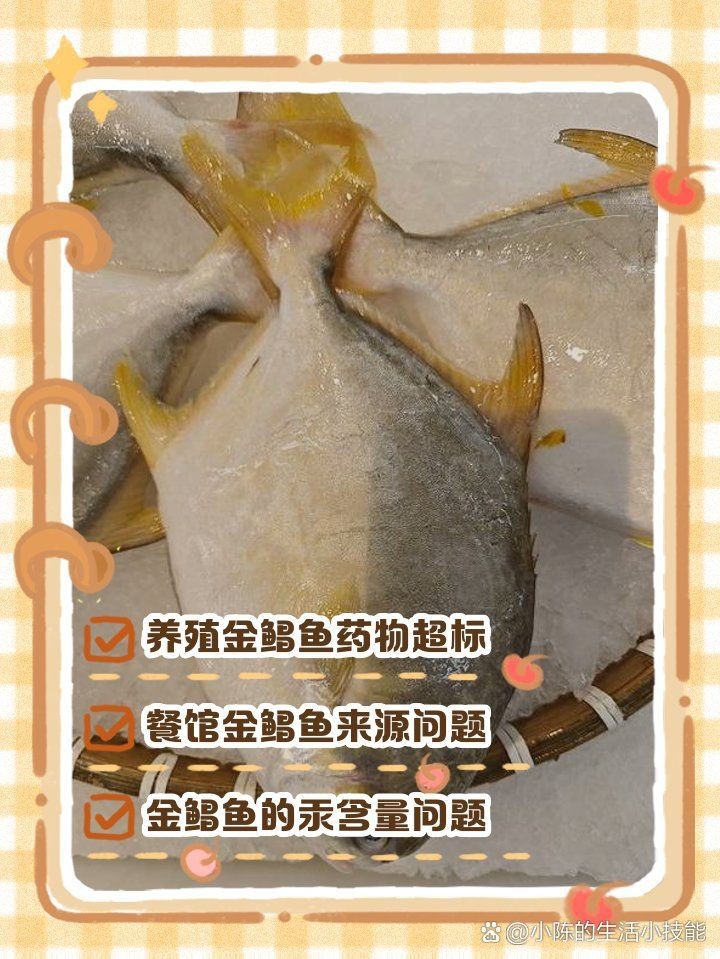 金鯧魚為何盡量少吃|金鯧魚為什么要少吃
