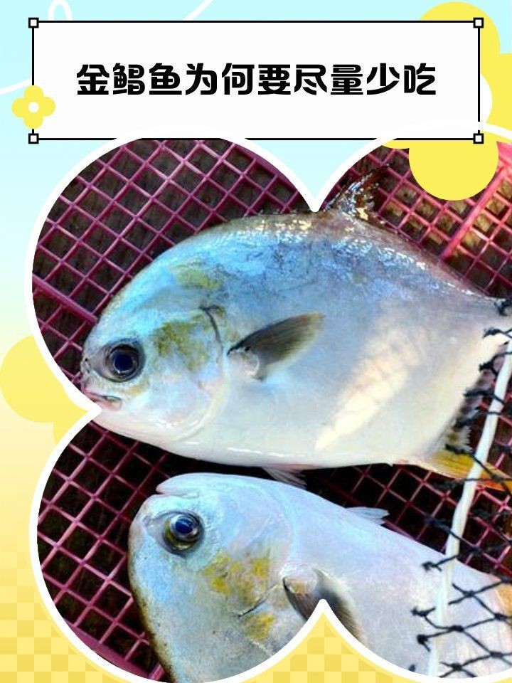金鯧魚為何盡量少吃|金鯧魚為什么要少吃 金鯧魚為何盡量少吃|金鯧魚為什么要少吃 龍魚百科 第13張