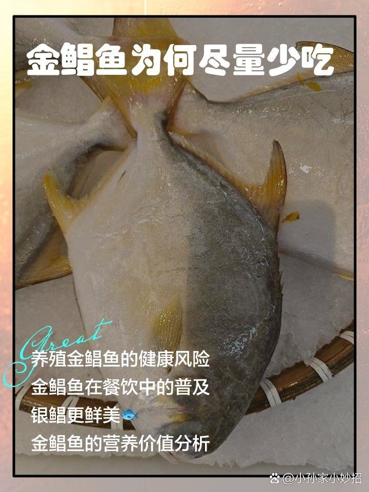 金鯧魚為何盡量少吃|金鯧魚為什么要少吃 金鯧魚為何盡量少吃|金鯧魚為什么要少吃 龍魚百科 第21張