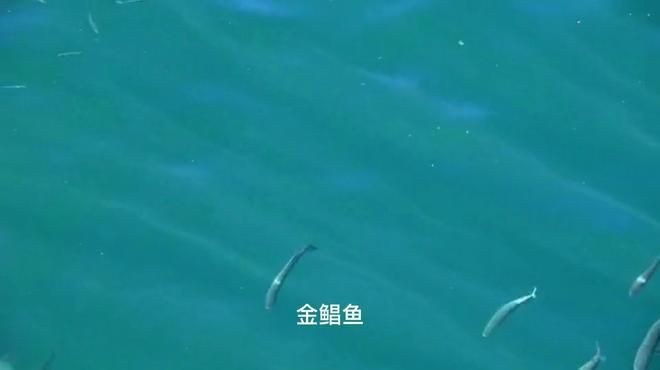 金鯧魚為何盡量少吃|金鯧魚為什么要少吃 金鯧魚為何盡量少吃|金鯧魚為什么要少吃 龍魚百科 第25張