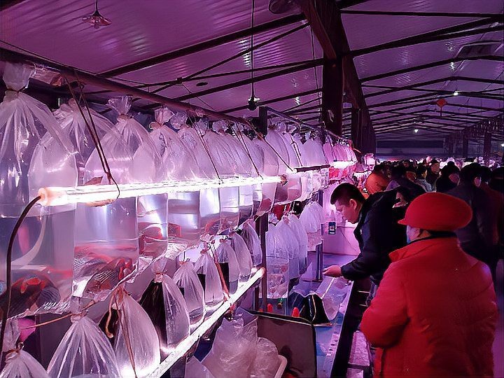 三臺水族店|三臺縣潼川鎮(zhèn)嚴(yán)水族花鳥魚店