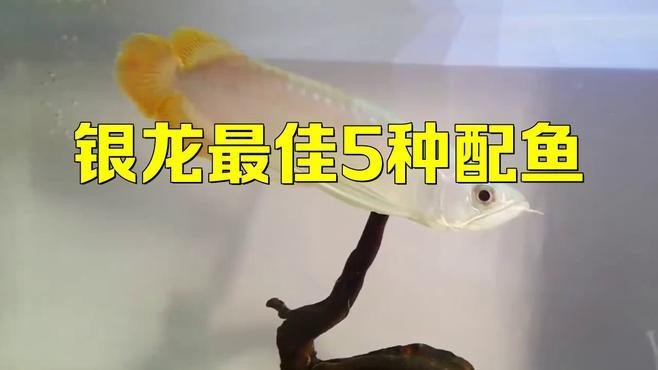 銀龍魚和什么魚混養(yǎng)比較好？|銀龍魚混養(yǎng)最佳搭配及注意事項銀龍最佳搭配及注意事項