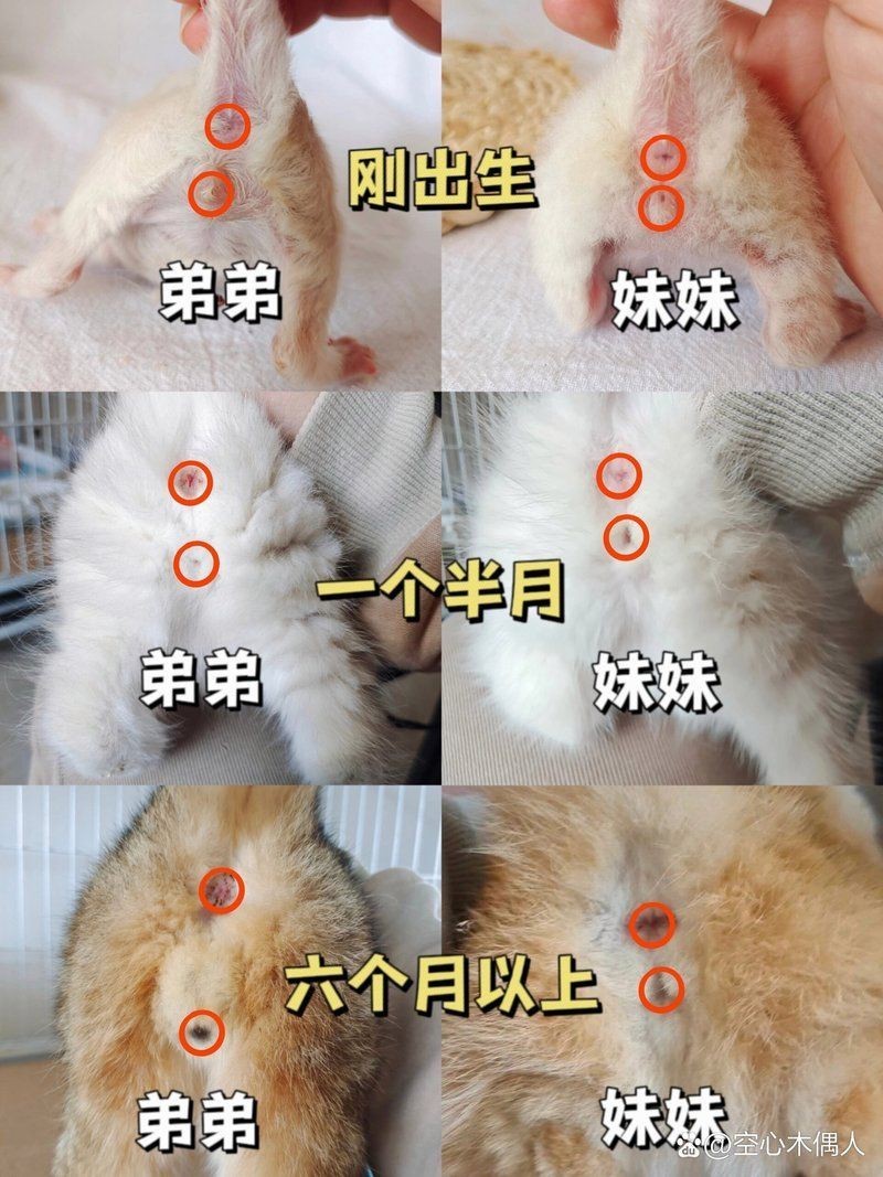 皇冠豹公母對(duì)照?qǐng)D|關(guān)于皇冠豹(panaque)的公母對(duì)照的鑒別方法 龍魚(yú)論壇 第11張 皇冠豹公母對(duì)照?qǐng)D|關(guān)于皇冠豹(panaque)的公母對(duì)照的鑒別方法 皇冠豹公母對(duì)照?qǐng)D|關(guān)于皇冠豹(panaque)的公母對(duì)照的鑒別方法 龍魚(yú)論壇 第11張