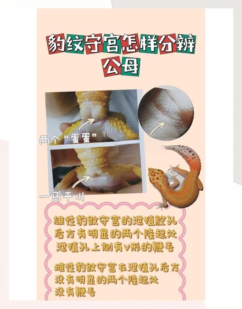 皇冠豹公母對(duì)照?qǐng)D|關(guān)于皇冠豹(panaque)的公母對(duì)照的鑒別方法 龍魚(yú)論壇 第15張 皇冠豹公母對(duì)照?qǐng)D|關(guān)于皇冠豹(panaque)的公母對(duì)照的鑒別方法 皇冠豹公母對(duì)照?qǐng)D|關(guān)于皇冠豹(panaque)的公母對(duì)照的鑒別方法 龍魚(yú)論壇 第15張