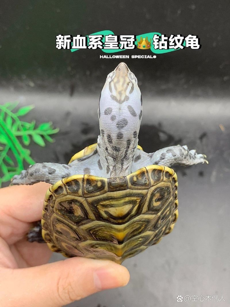 皇冠豹公母對(duì)照?qǐng)D|關(guān)于皇冠豹(panaque)的公母對(duì)照的鑒別方法 龍魚(yú)論壇 第19張 皇冠豹公母對(duì)照?qǐng)D|關(guān)于皇冠豹(panaque)的公母對(duì)照的鑒別方法 皇冠豹公母對(duì)照?qǐng)D|關(guān)于皇冠豹(panaque)的公母對(duì)照的鑒別方法 龍魚(yú)論壇 第19張